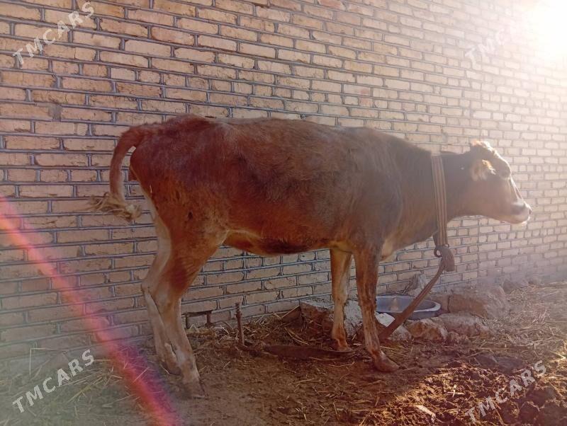 goleli sygyr bogoz sygyrlar gu - Мары - img 3