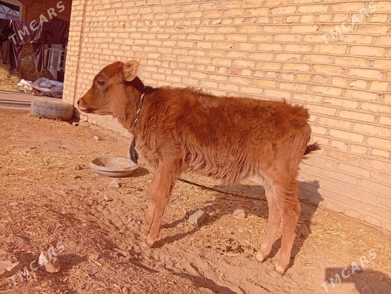 goleli sygyr bogoz sygyrlar gu - Мары - img 6