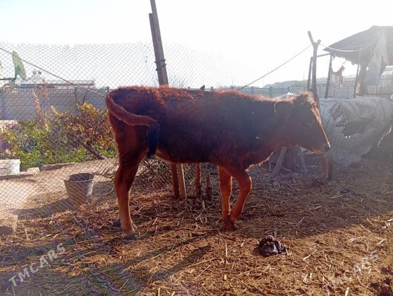 goleli sygyr bogoz sygyrlar gu - Мары - img 7