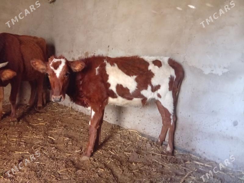 goleli sygyr bogoz sygyrlar gu - Мары - img 4