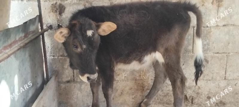 Gole tuwe gibrit - Gurtly - img 3