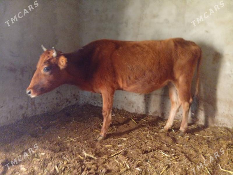 goleli sygyr bogoz sygyrlar gu - Мары - img 5