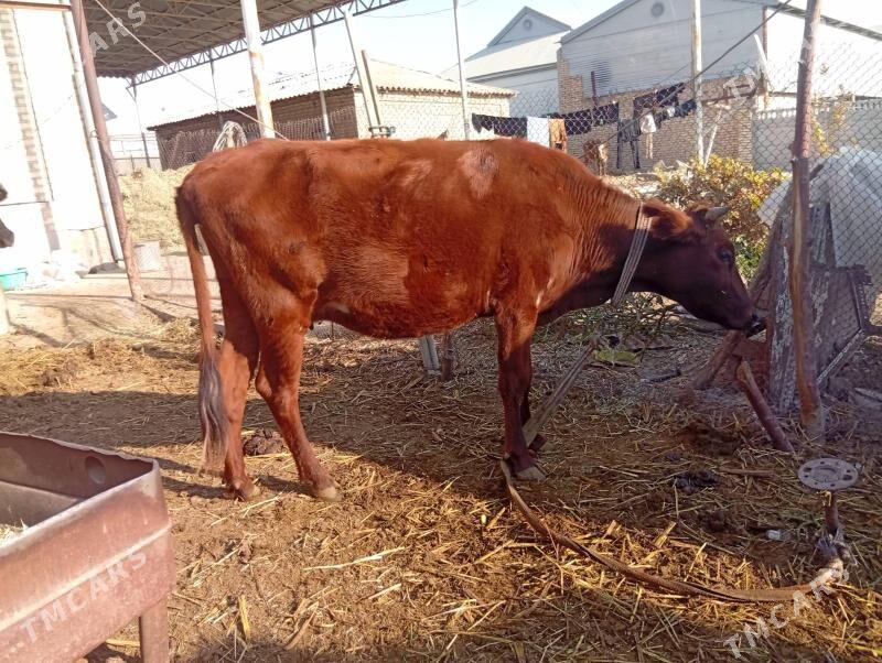 goleli sygyr bogoz sygyrlar gu - Мары - img 2