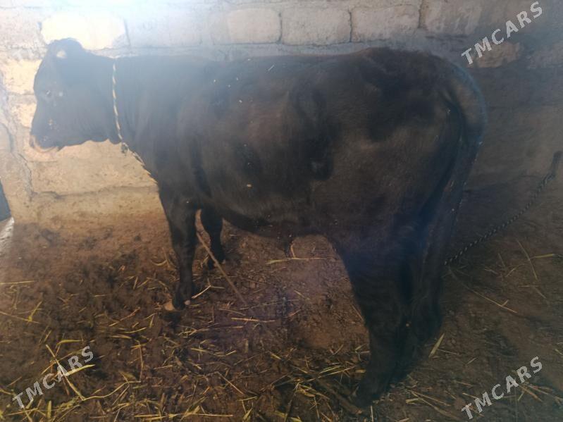 Öküz - Ашхабад - img 3