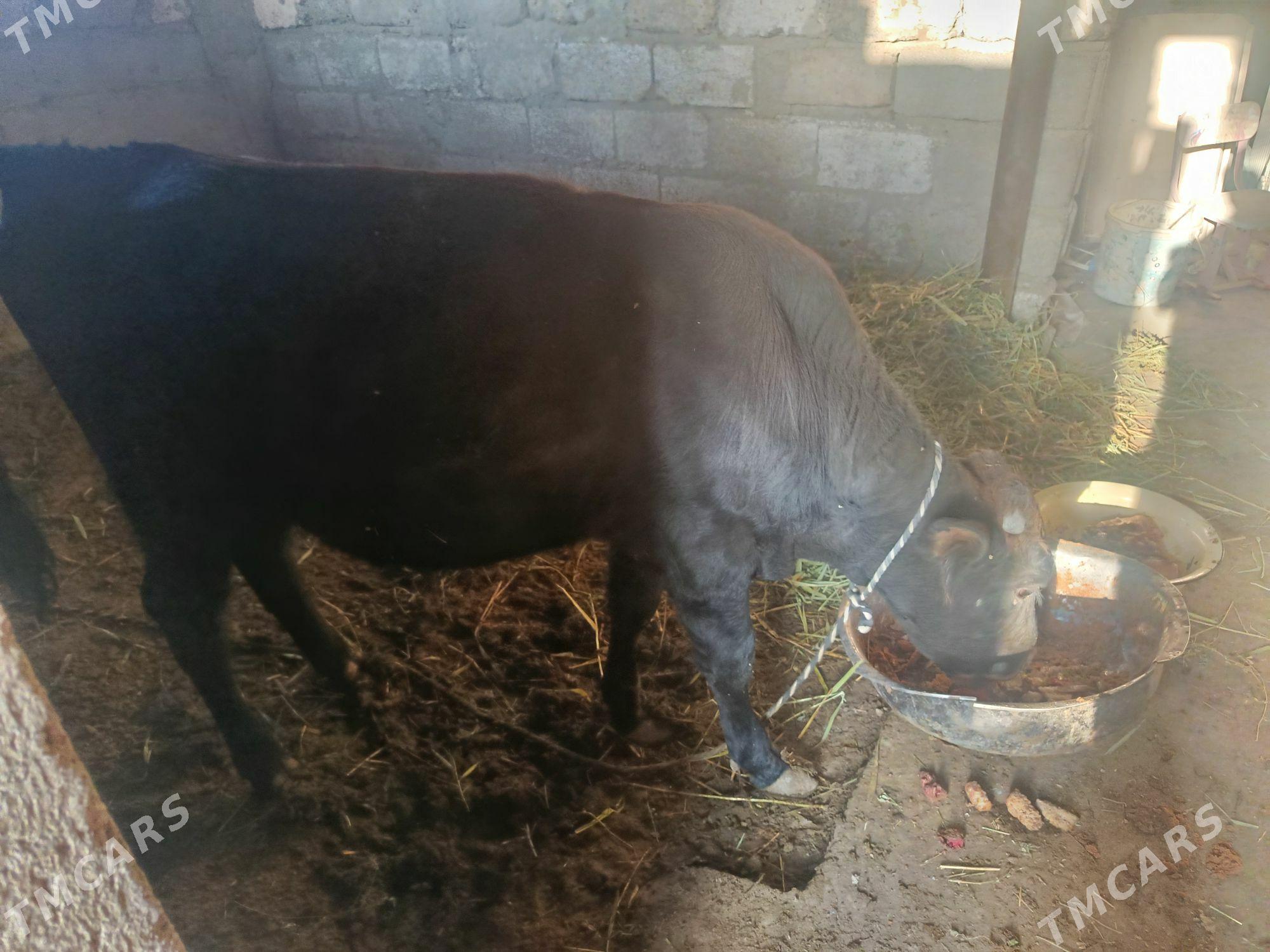 Öküz - Ашхабад - img 4