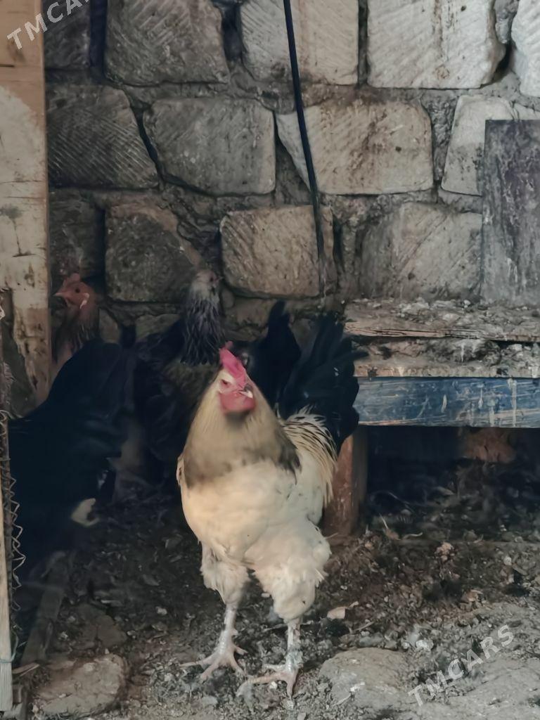 Horaz - Балканабат - img 2