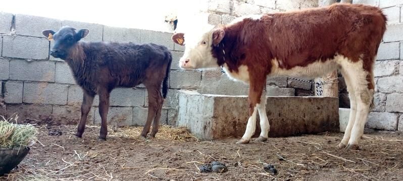 Simental Öküz tüwe - Ашхабад - img 5