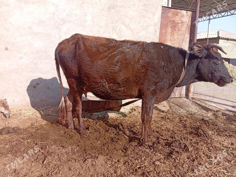 goleli sygyr bogoz sygyrlar gu - Мары - img 8