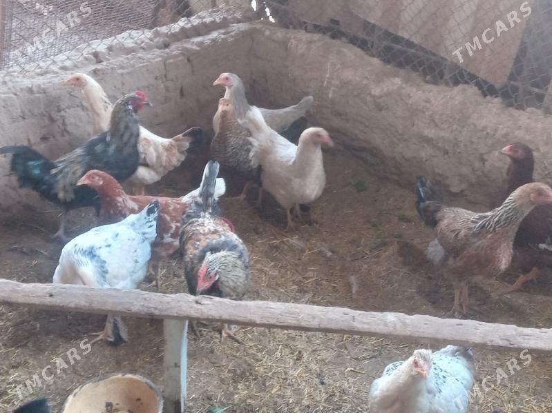 Towuk we horoz - Halaç - img 4