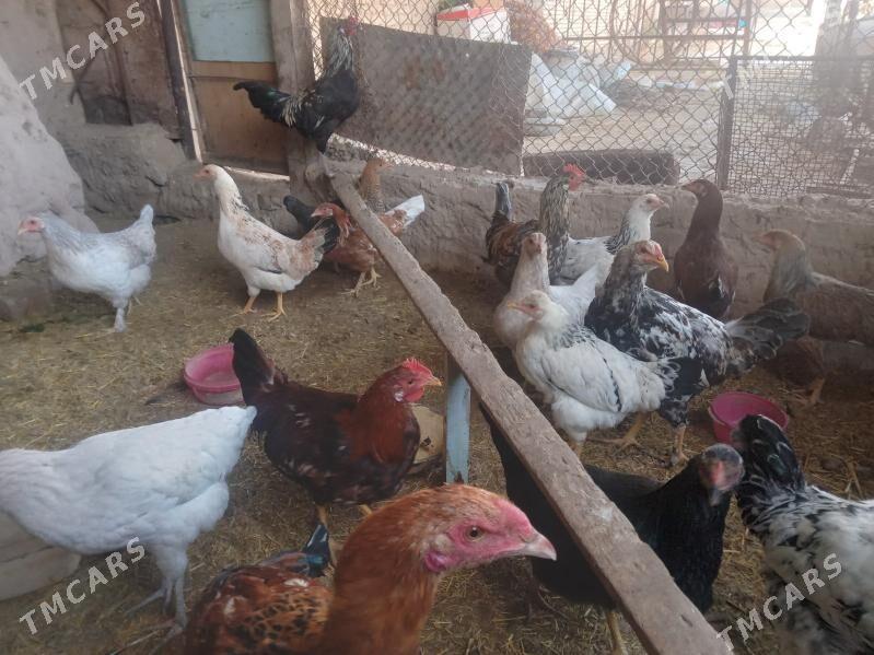 Towuk we horoz - Halaç - img 3