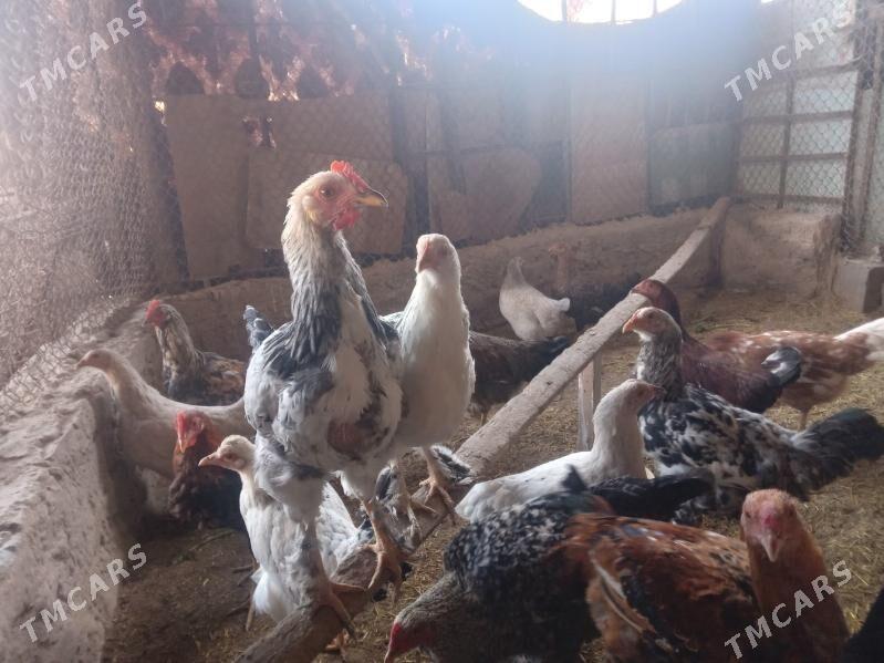 Towuk we horoz - Halaç - img 2