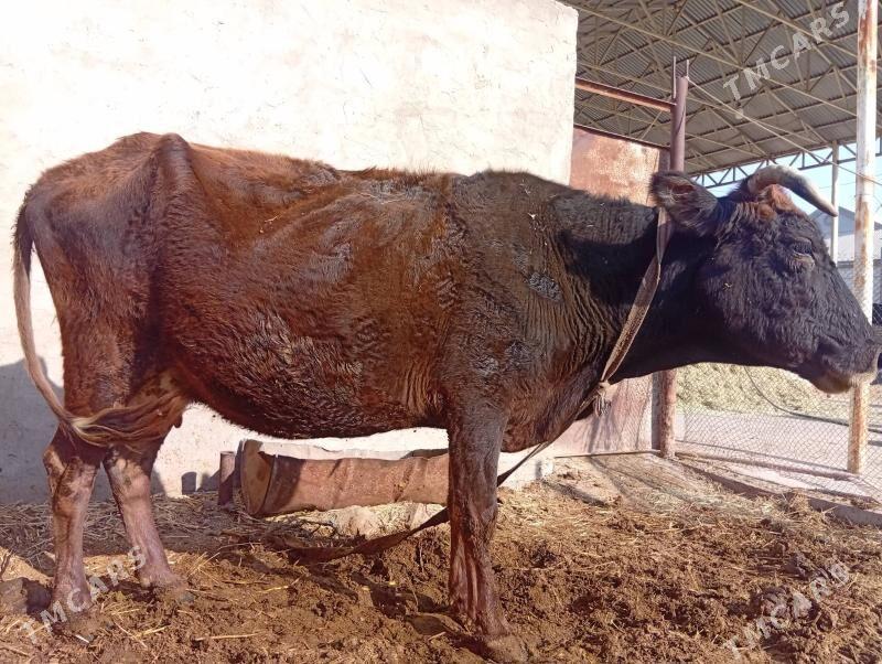 goleli sygyr bogoz sygyrlar gu - Мары - img 9