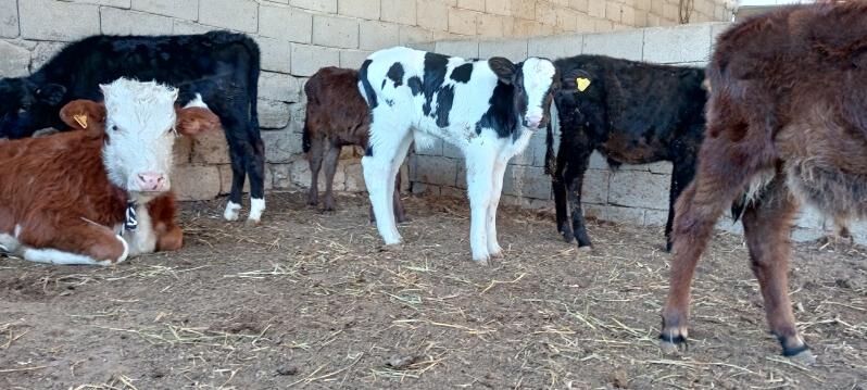 Simental Öküz tüwe - Ашхабад - img 6