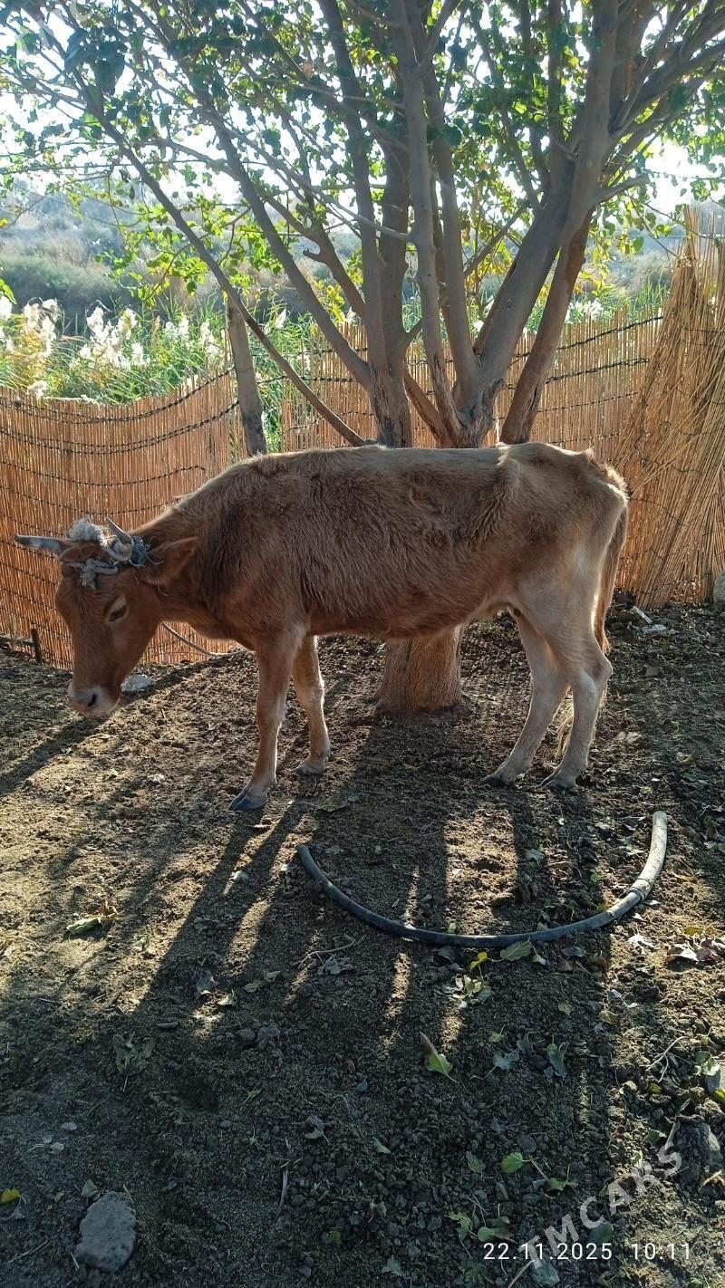 gysyrsygyr - Çoganly - img 2