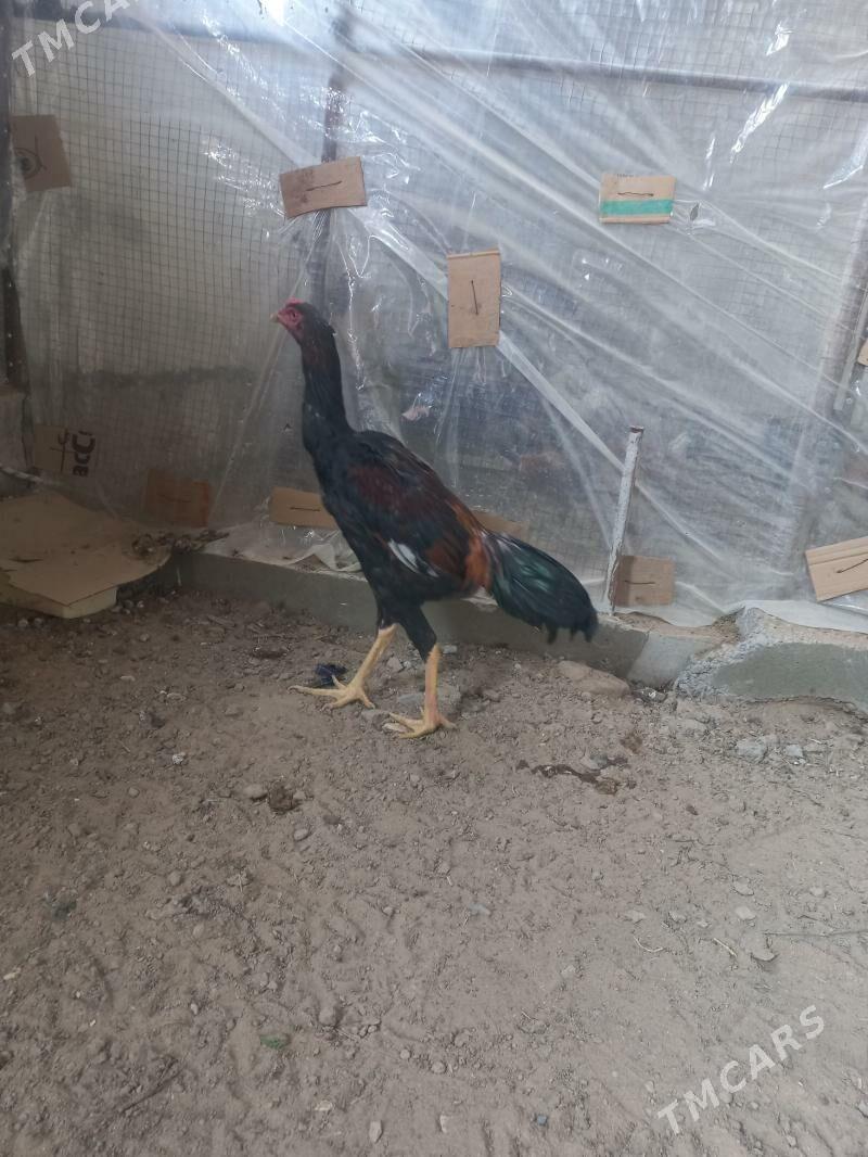 horoz - Мары - img 4