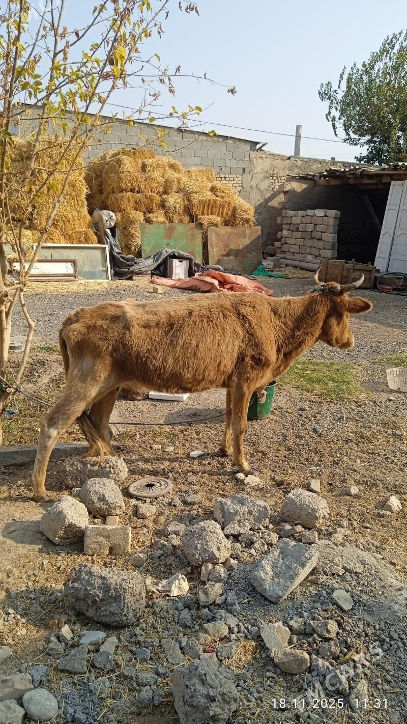 gysyrsygyr - Çoganly - img 3