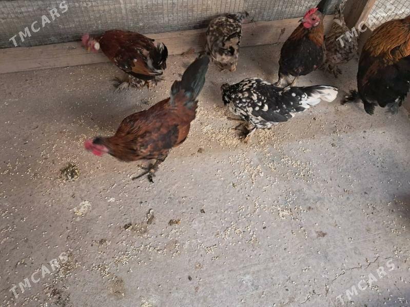 yaponcik - Türkmenabat - img 1