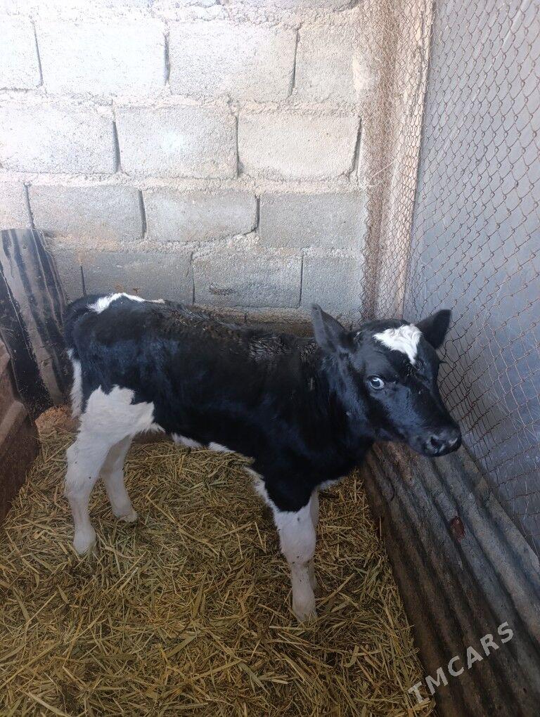 Öküzler - Гёкдепе - img 10