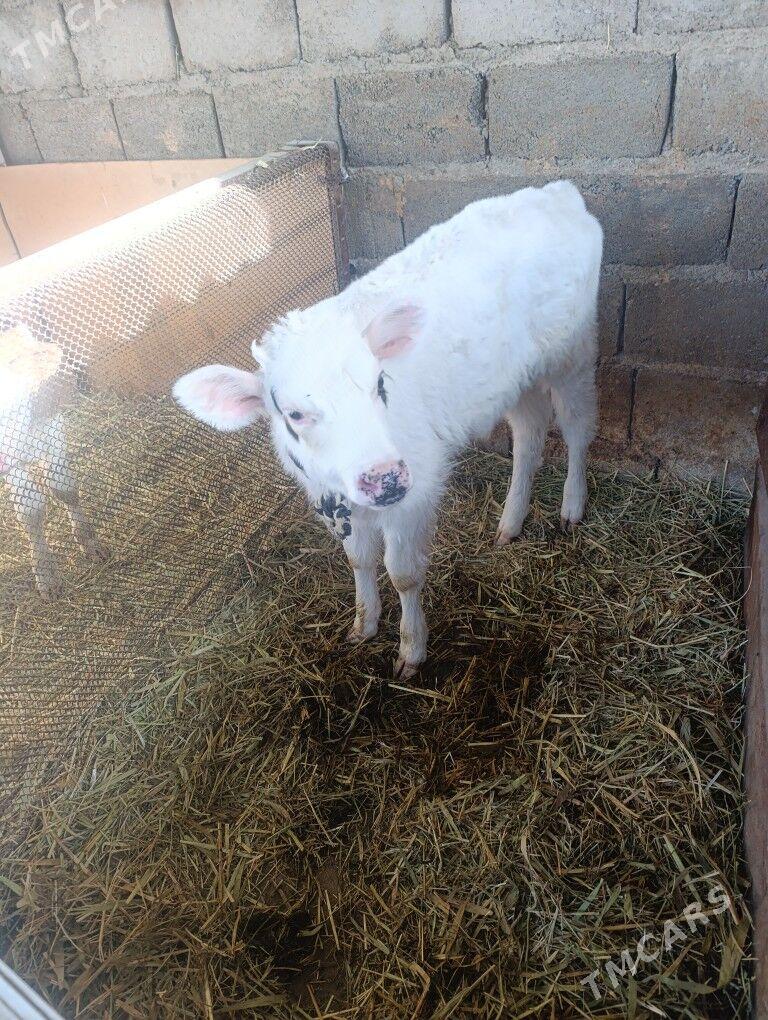 Öküzler - Гёкдепе - img 3