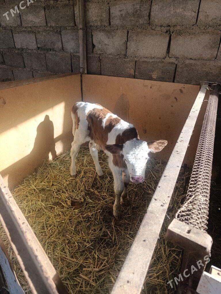 Öküzler - Гёкдепе - img 5