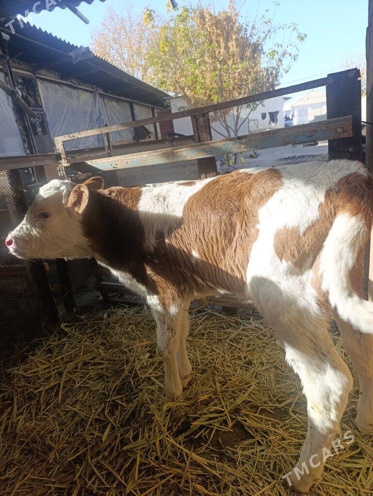 Öküzler - Гёкдепе - img 6