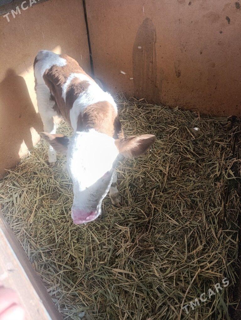 Öküzler - Гёкдепе - img 7