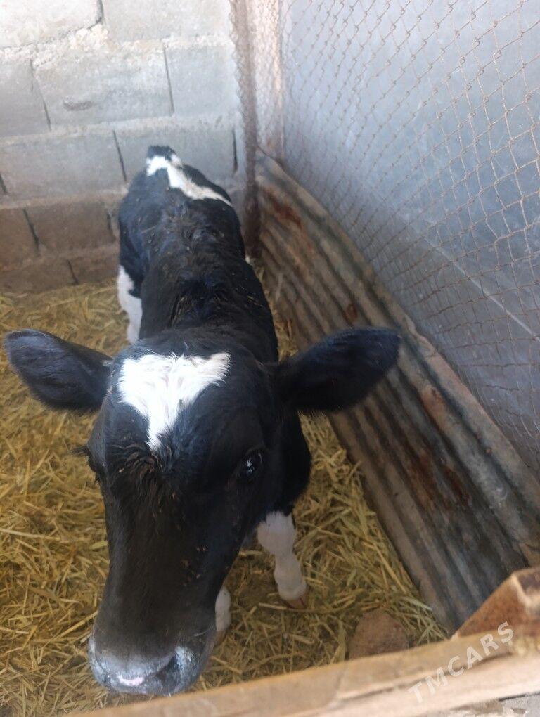 Öküzler - Гёкдепе - img 9