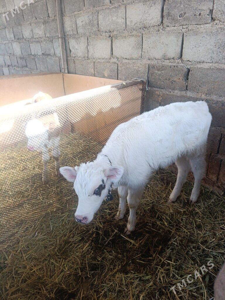 Öküzler - Гёкдепе - img 2