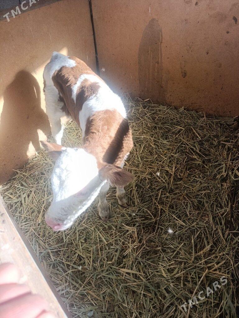 Öküzler - Гёкдепе - img 8