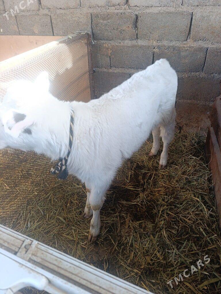 Öküzler - Гёкдепе - img 4