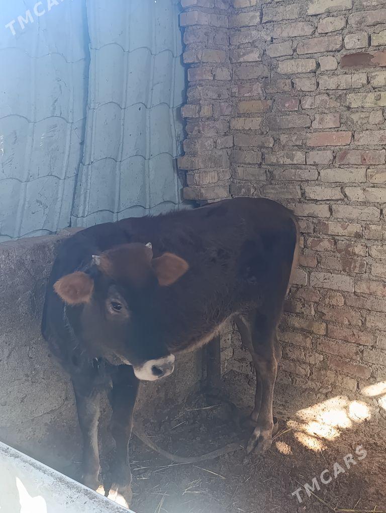 Gole - Ак-Бугдайский этрап - img 5