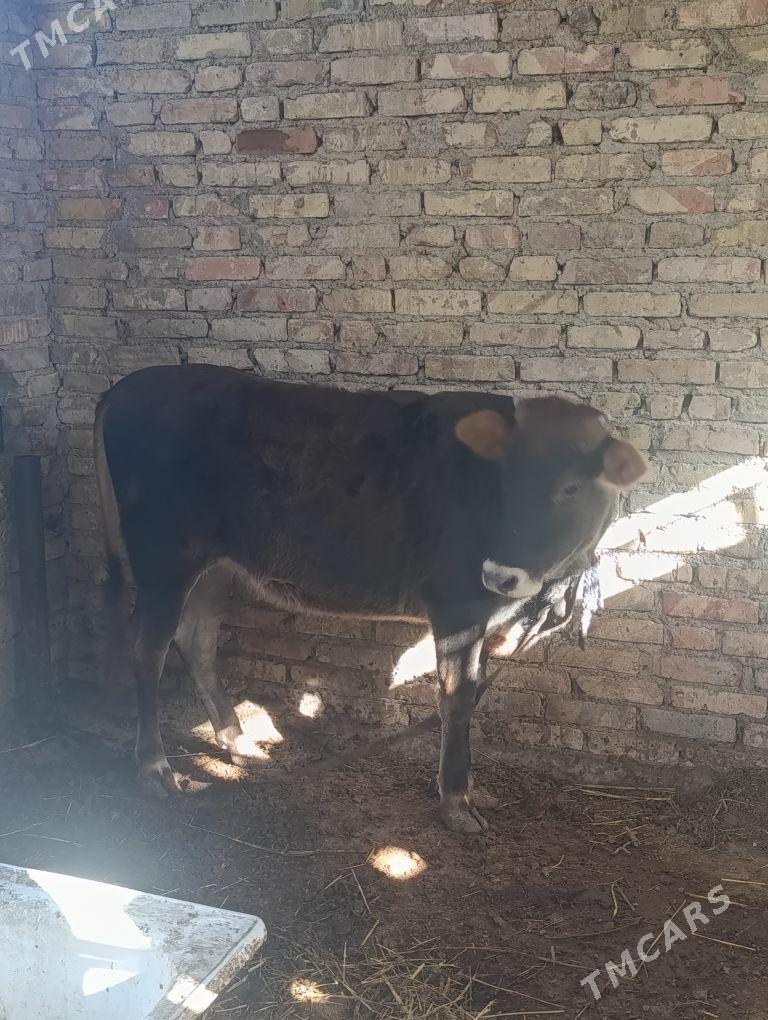 Gole - Ак-Бугдайский этрап - img 1