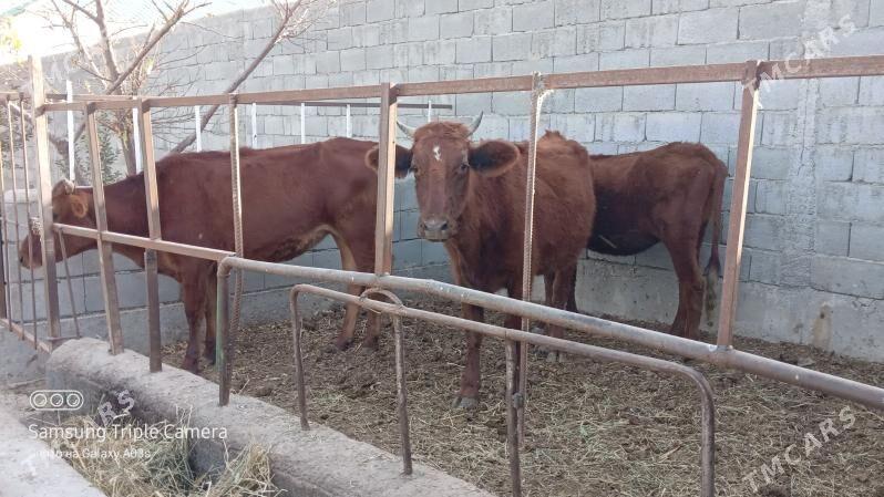 3 SANY TUWE - Gökdepe - img 5