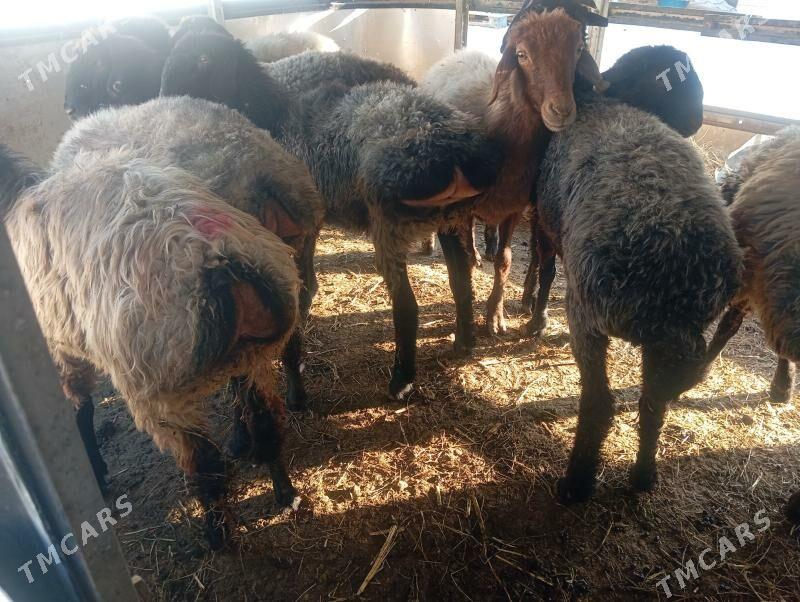 issek goyun - Aşgabat - img 2