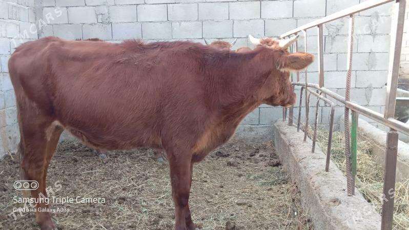 3 SANY TUWE - Gökdepe - img 3