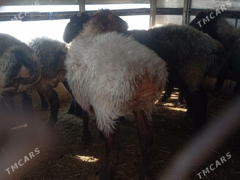 issek goyun - Aşgabat - img 4