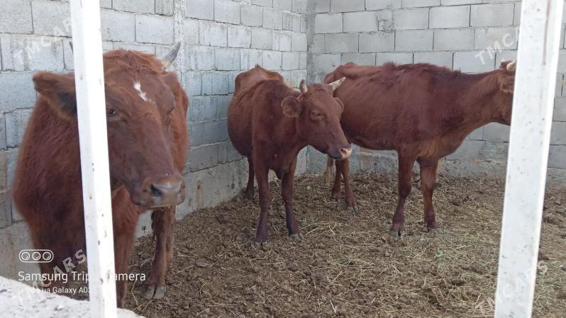 3 SANY TUWE - Gökdepe - img 4