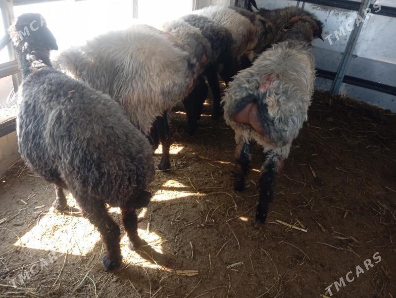 issek goyun - Aşgabat - img 3