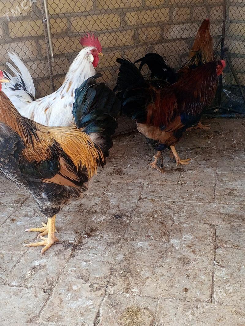 Horaz - Türkmengala - img 2