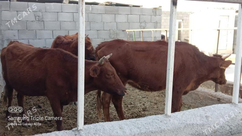 3 SANY TUWE - Gökdepe - img 6