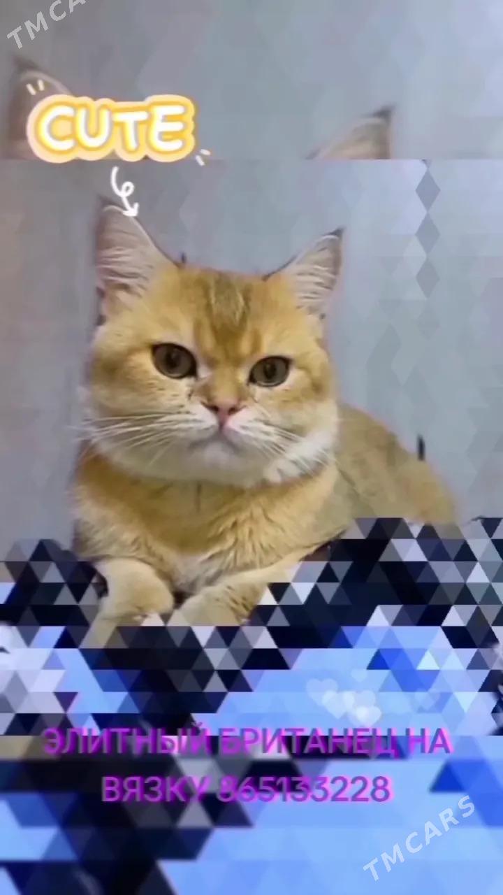САМЫЙ ЭЛИТНЫЙ КОТ - Aşgabat - img 2