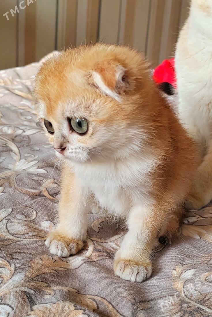 САМЫЙ ЭЛИТНЫЙ КОТ - Aşgabat - img 4