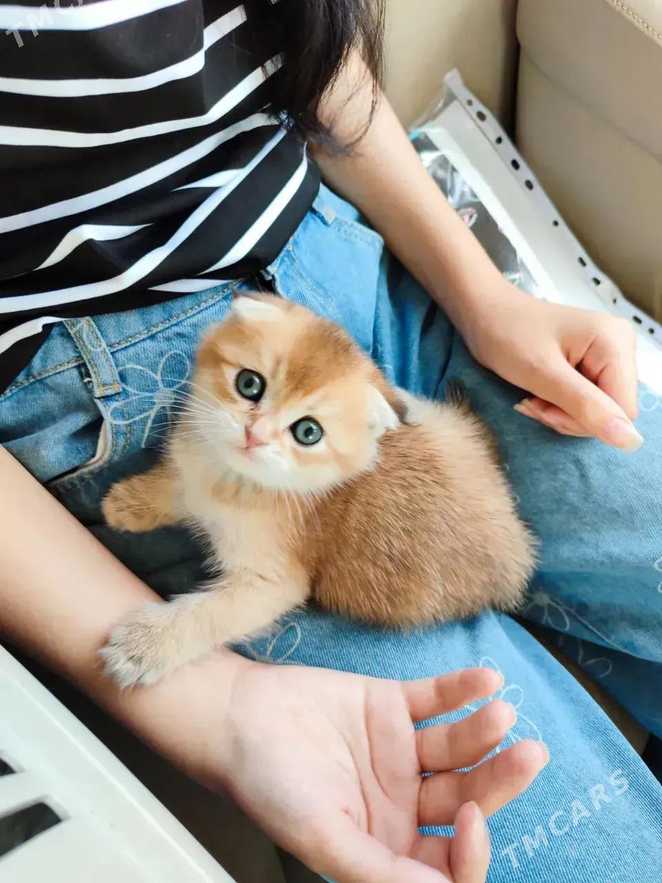 САМЫЙ ЭЛИТНЫЙ КОТ - Aşgabat - img 3