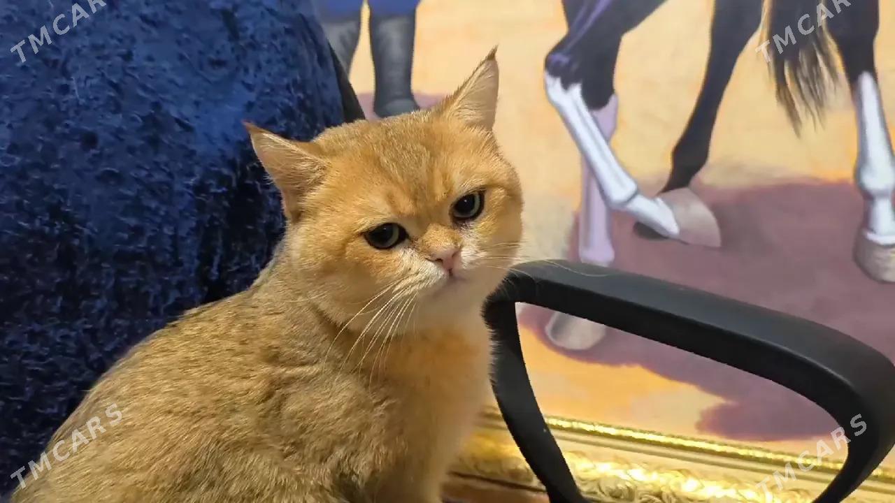 САМЫЙ ЭЛИТНЫЙ КОТ - Aşgabat - img 1