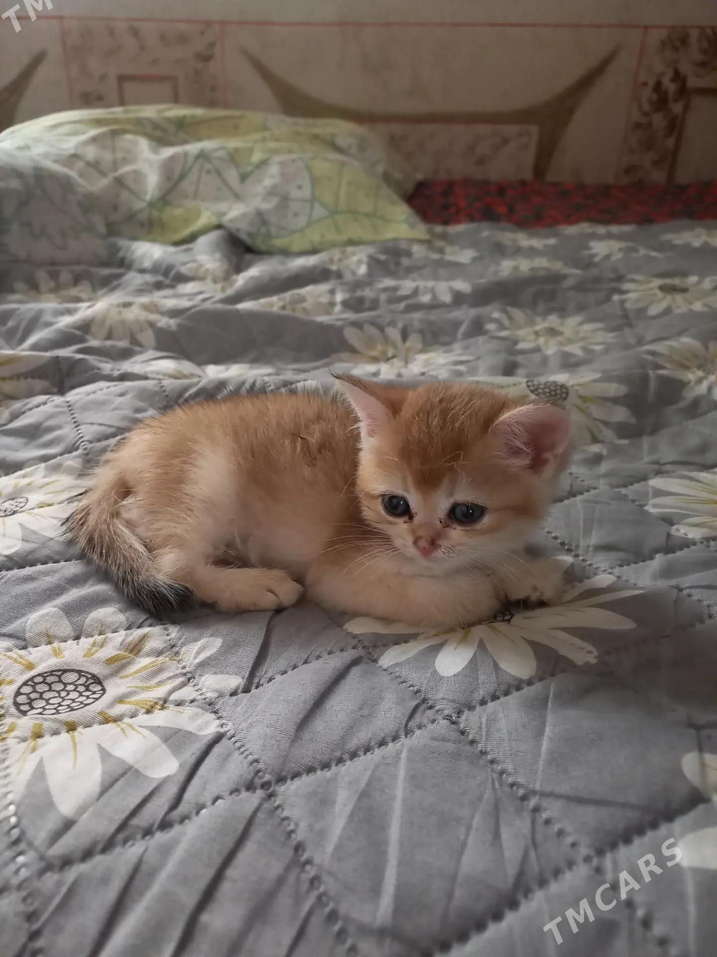 САМЫЙ ЭЛИТНЫЙ КОТ - Aşgabat - img 5