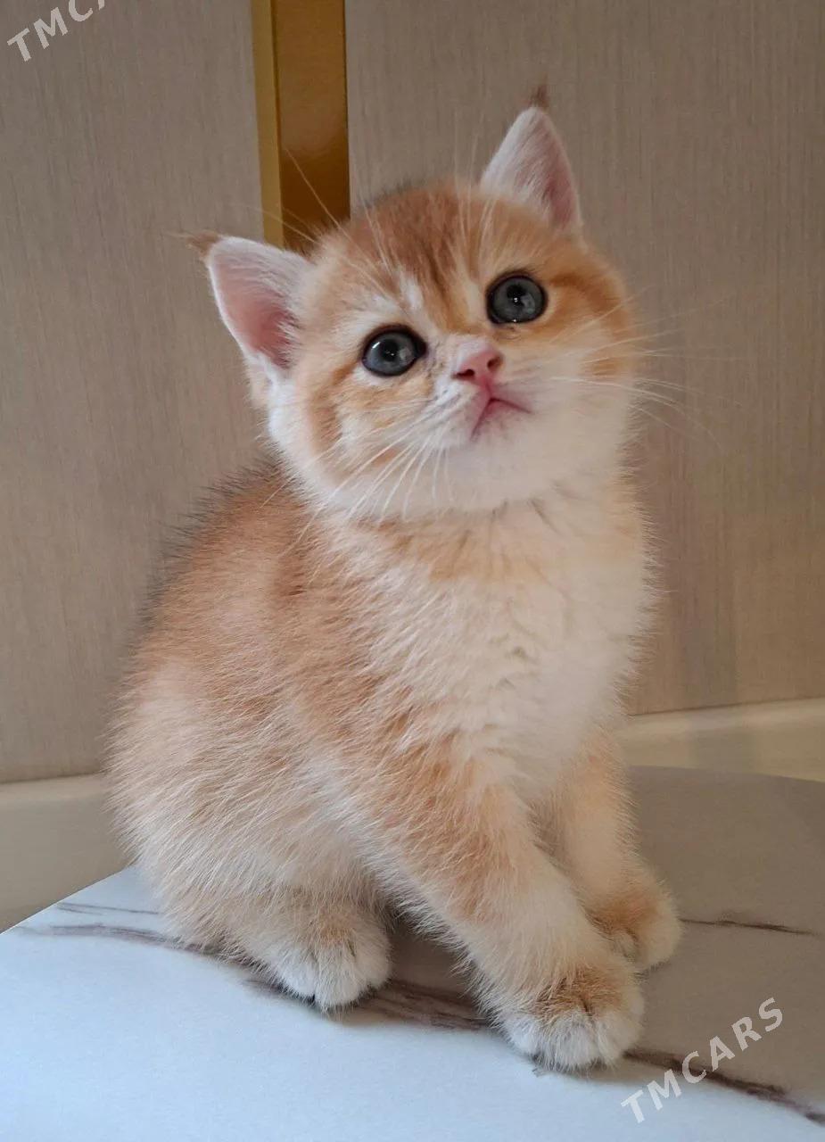 САМЫЙ ЭЛИТНЫЙ КОТ - Aşgabat - img 6