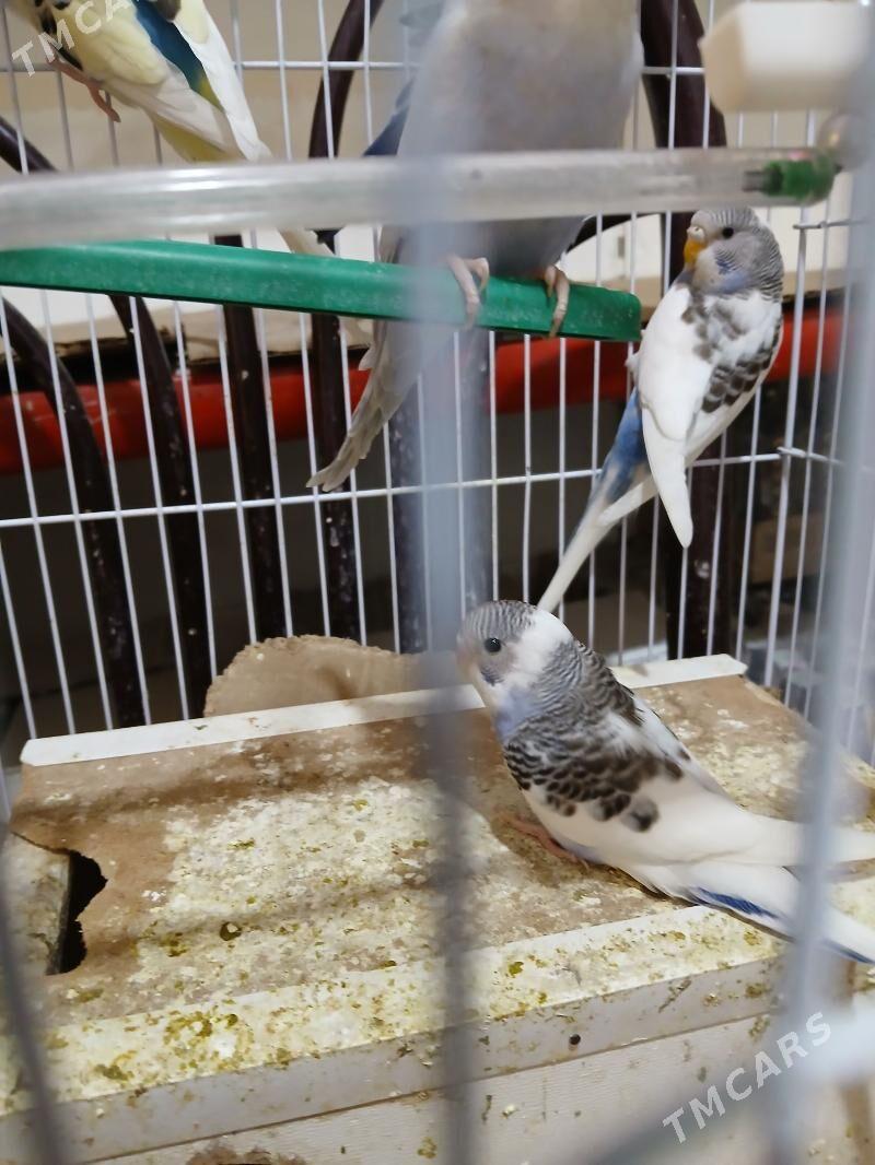 Popugay guslar - Aşgabat - img 2