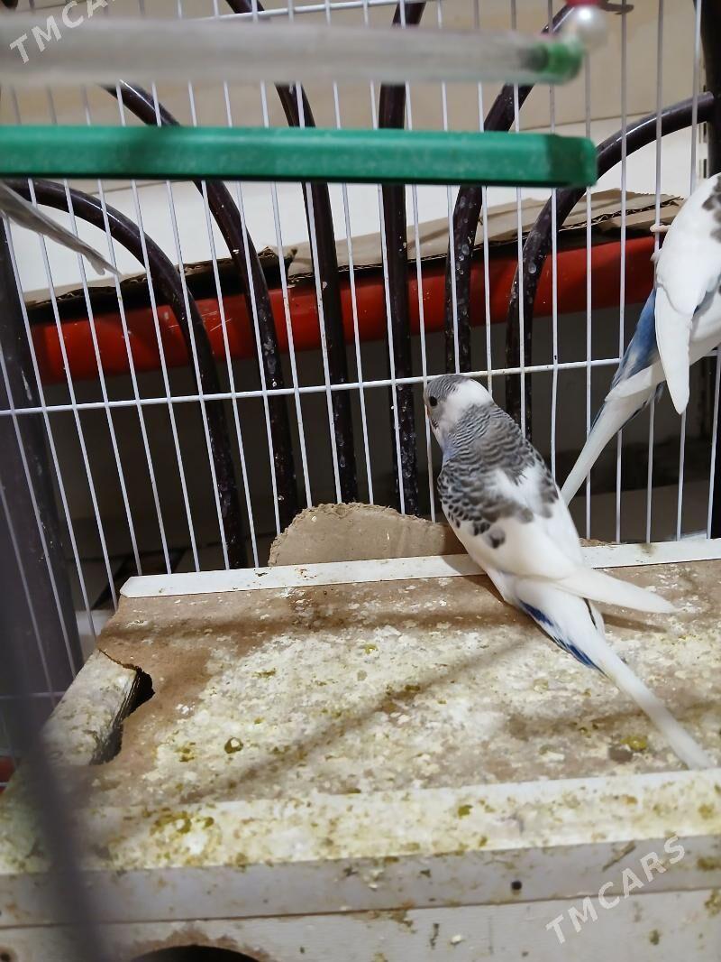 Popugay guslar - Aşgabat - img 4