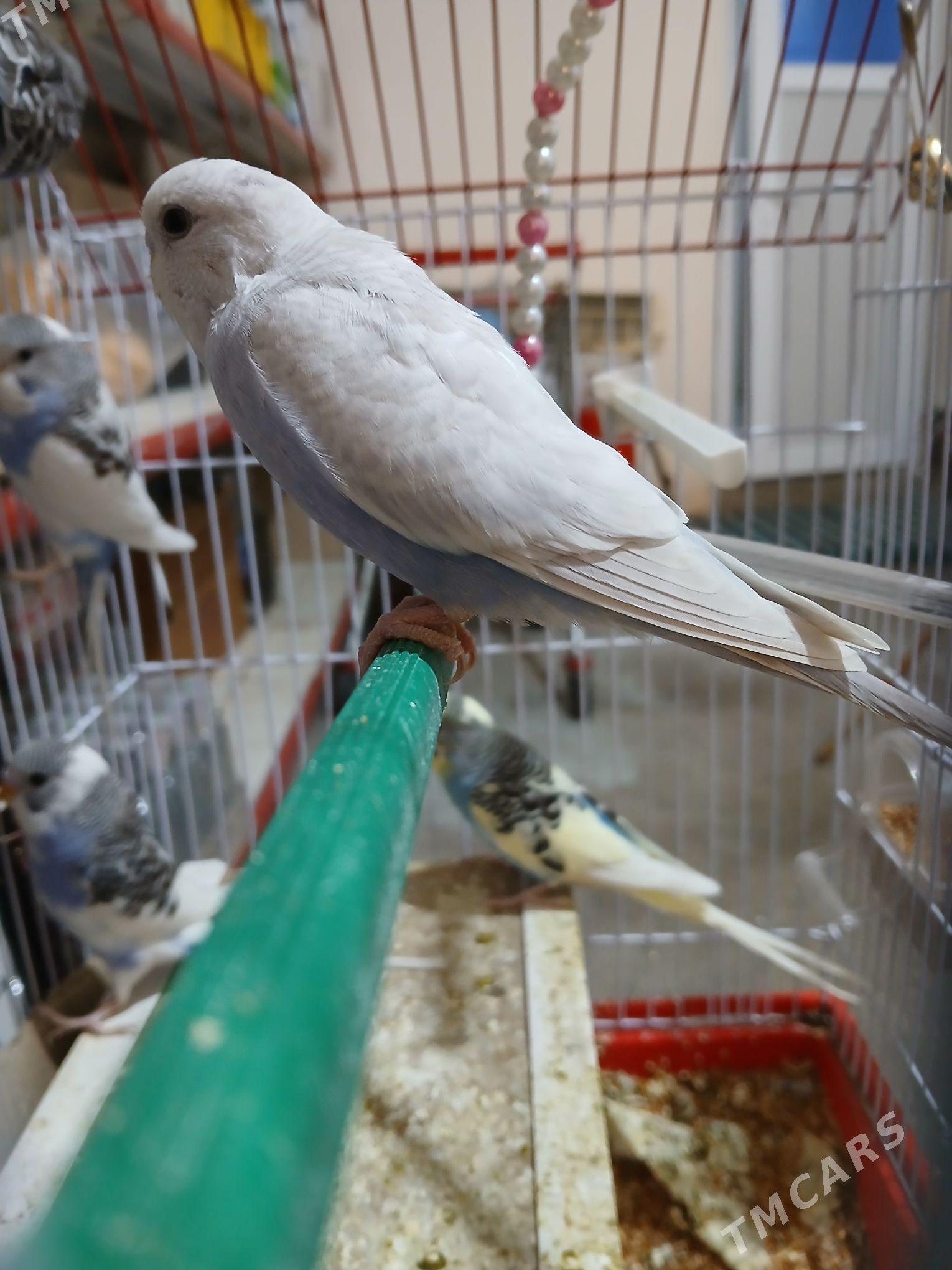 Popugay guslar - Aşgabat - img 5