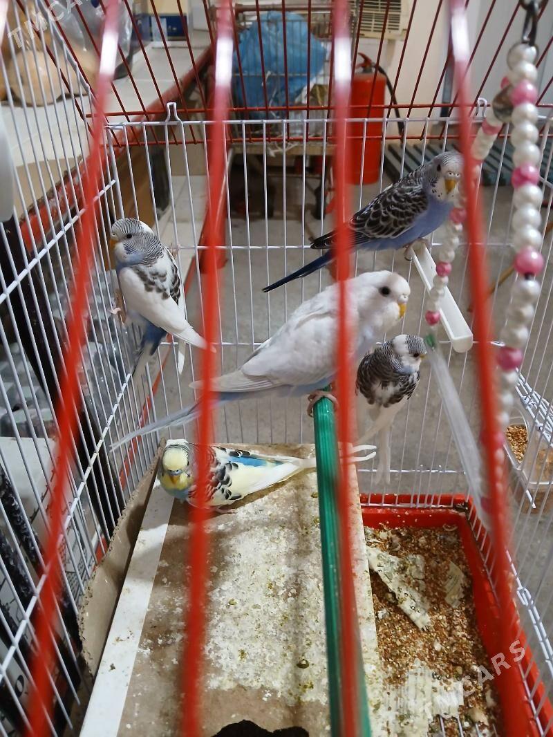 Popugay guslar - Aşgabat - img 7